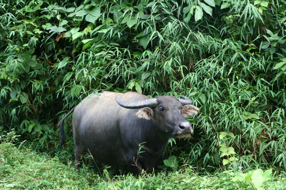 VAN VIENG – LUANGPRABANG